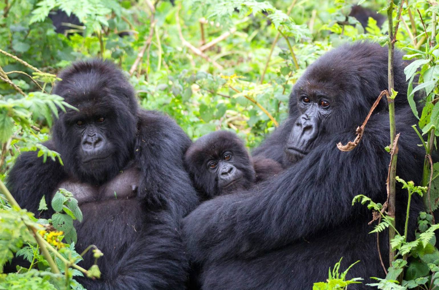 Gorilla Trekking in Africa